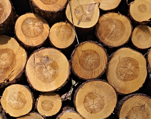 pile of cut wood in the forest