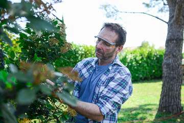 Mature senior man using shears to trim the hedge in his garden during a spring sunny day