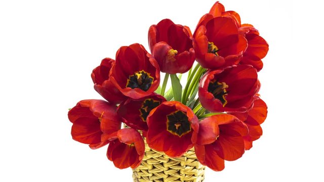 Beautiful bouquet of Red tulips on a white background. Red tulips in a wicker basket. Opening red Tulip flowers. Timelapse. Springtime. Holiday. Celebration, Love, birthday. 4K