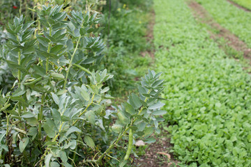 eological agriculture orchard