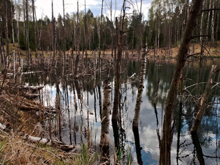 reflection in the water of dead tree trunks and clouds in the sky - obrazy, fototapety, plakaty