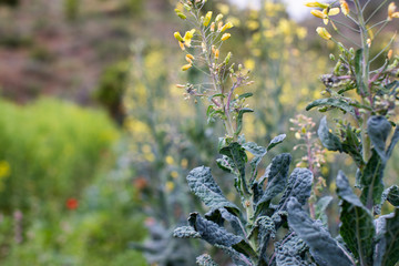 eological agriculture orchard