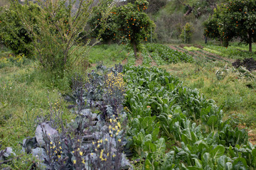 eological agriculture orchard