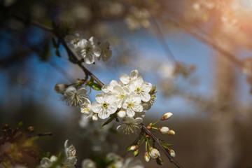 spring beauty. flowering tree. sakura