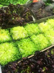 Different types of fresh green salads are in the showcase of a grocery supermarket