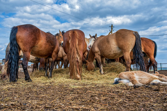 Village horses stand in the barnyard. Photographed close-up.