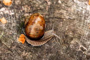 Snail Muller. Large white mollusk snails with brown striped shell, crawling, on an old wooden stump with moss Helix Pomatia space for text