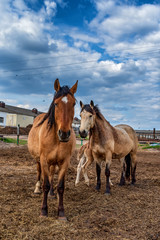 Obraz premium Village horses stand in the barnyard. Photographed close-up.