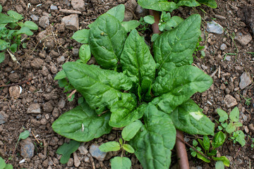 eological agriculture orchard