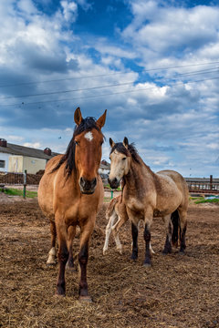 Village horses stand in the barnyard. Photographed close-up.