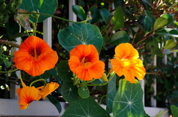 orange and yellow flowers