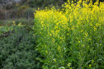 Obraz premium ecological agriculture in bio orchard