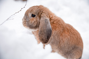 Dutch rabbit sits in the snow.