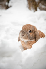 Dutch rabbit sits in the snow.