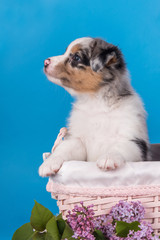 Red Merle Australian Shepherd puppy dog profile