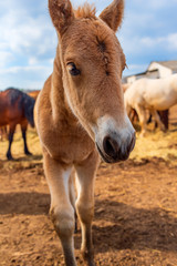 Village horses stand in the barnyard. Photographed close-up.