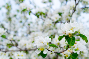 white Apple blossoms in the spring in the orchard