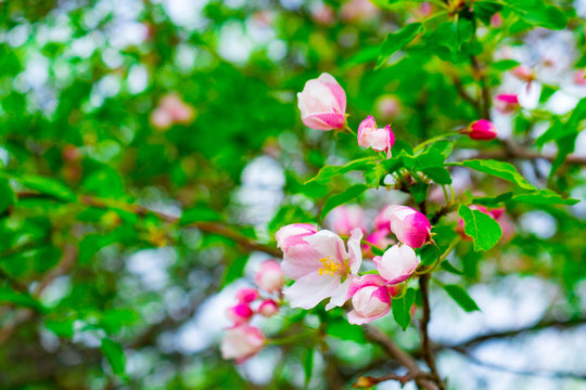 pink Apple blossoms in the garden in spring