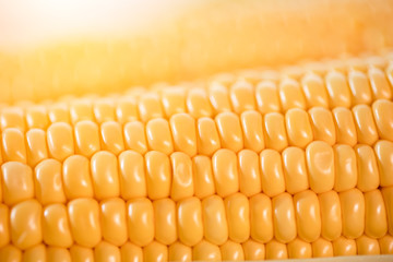 The cob of ripe cut corn sugar. Yellow corn kernels.
