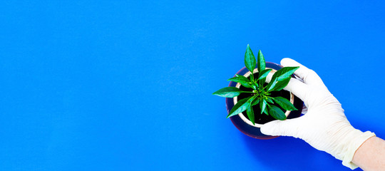 Female hand in surgical gloves hold flower pot with green plant on blue background.World Environment Day