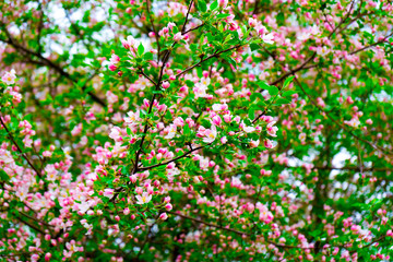 pink Apple blossoms in the garden in spring