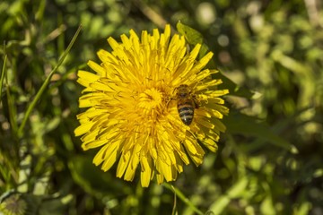 Close up macro view of bee on yellow dandelion isolated. Gorgeous nature backgrounds. Nature insects concept.