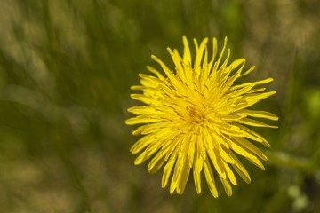 Close up view of beautiful yellow dandelion isolated on background. Gorgeous nature backgrounds.