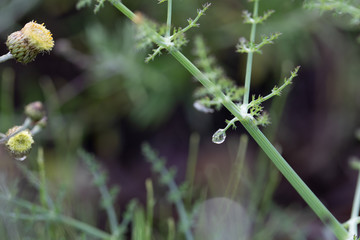 wild natural plants from the south of Spain