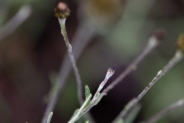 wild natural plants from the south of Spain