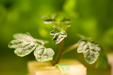 Drops of water on the leaves of a tomato.