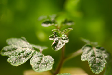 Drops of water on the leaves of a tomato.