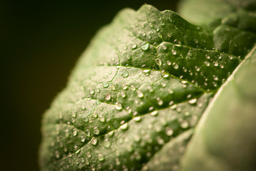 Drops of water on a leaf of a plant.