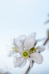 A branch of blooming cherry. White flowers of a cherry.
