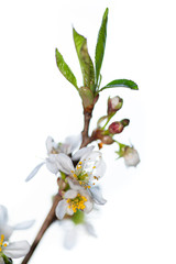 A branch of blooming cherry. White flowers of a cherry.