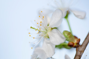 Fototapeta na wymiar A branch of blooming cherry. White flowers of a cherry.