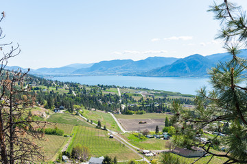 Panoramic view of springtime vineyards in Naramata, Okanagan Lake, mountains, and blue sky