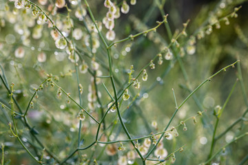 wild natural plants from the south of Spain