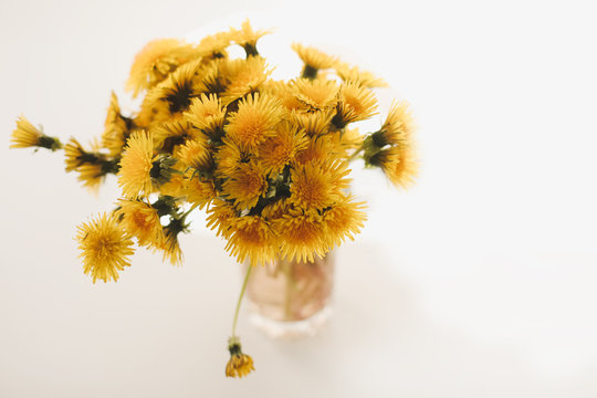 Yellow dandelions on a white background.  Warm tone. Summer floral background