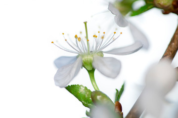 A branch of blooming cherry. White flowers of a cherry.