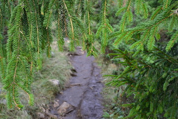 Spruce branches over a forest path.