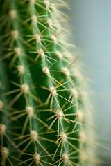 Green cactus with many thorns.