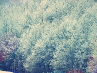 Winter Landscape with Snow and Trees