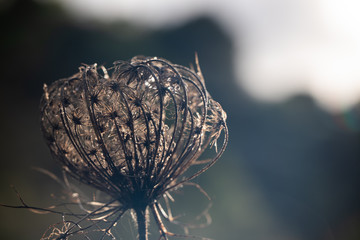 wild natural plants from the south of Spain
