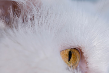 White cat with brown eyes.