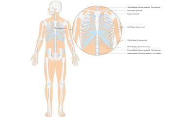 Anatomie - menschliches Skelett - Brustkorb (deutsche Beschriftung)