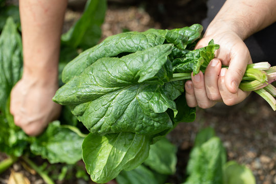 fresh spinach pick in a bio orchard