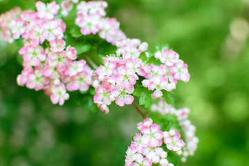 pink and white lilac flowers