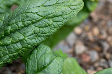 fresh spinach pick in a bio orchard
