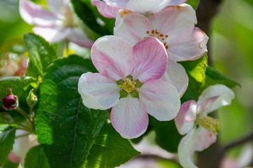 apple tree blossom