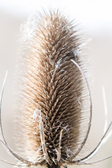 Single seed head or comb of wild teasel or fuller's teasel